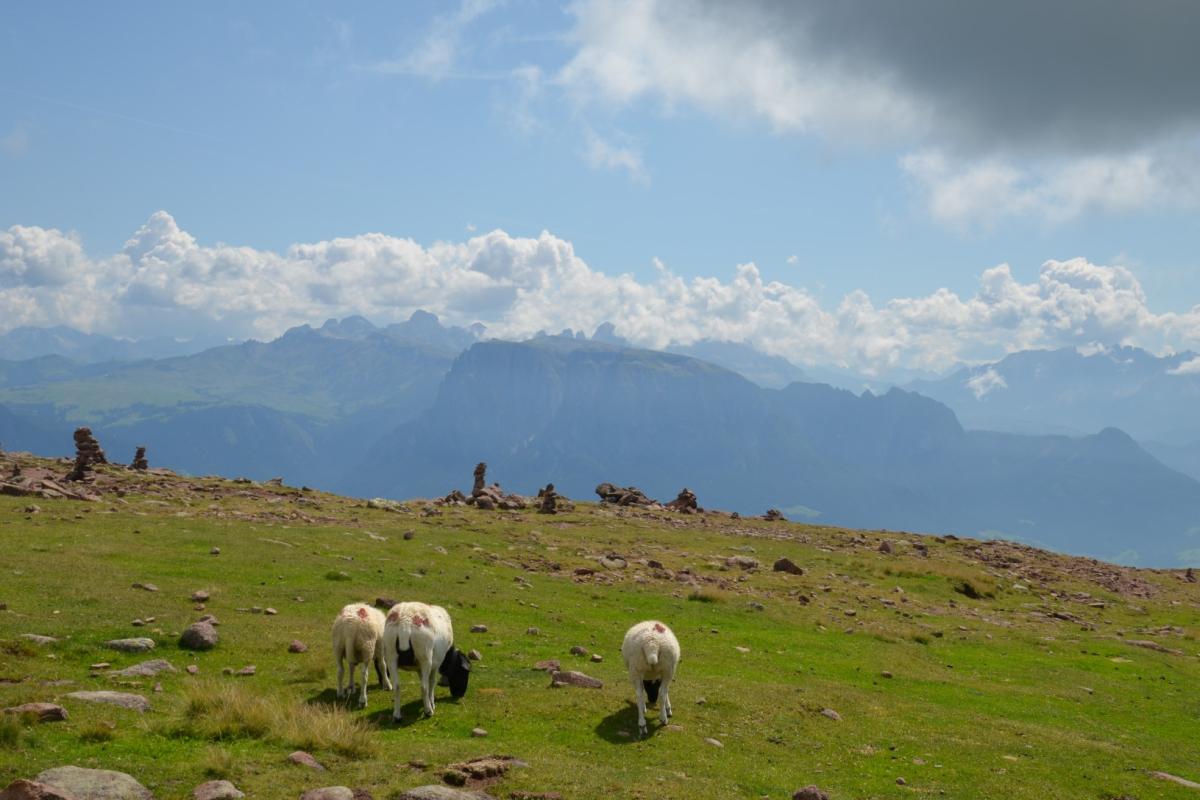 Latschenoelbrennerei 27.08.2019